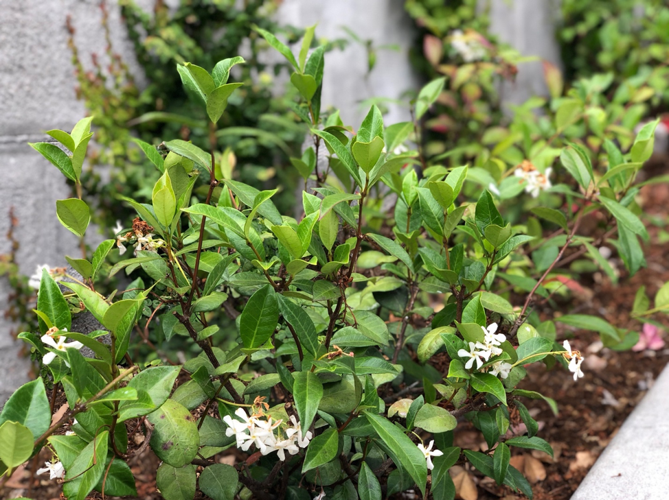 jasmine plant